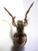 Hyptiotes paradoxus